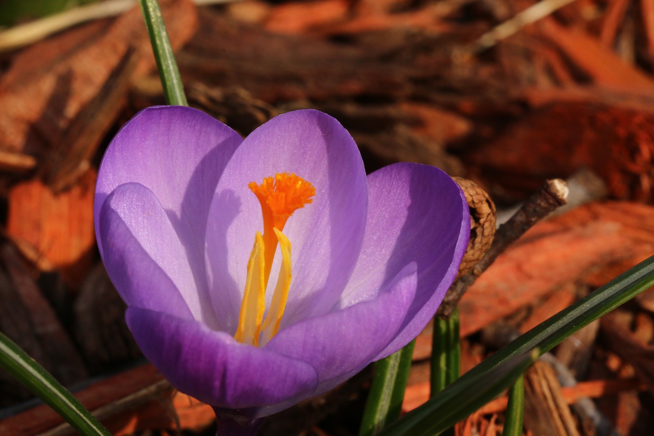 flower  opening  up free photo