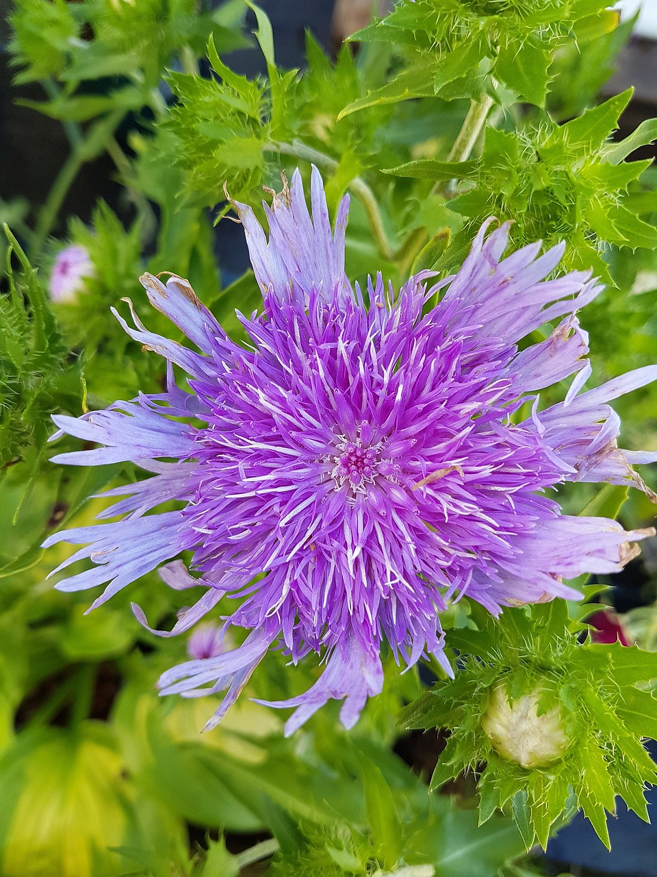 flower  bloom  summer free photo