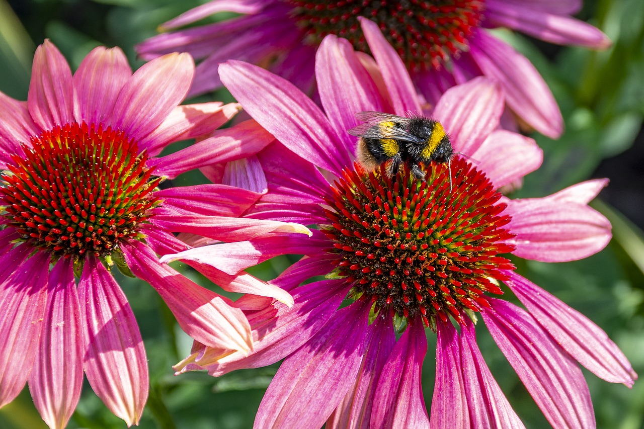 flower  bee  insect free photo