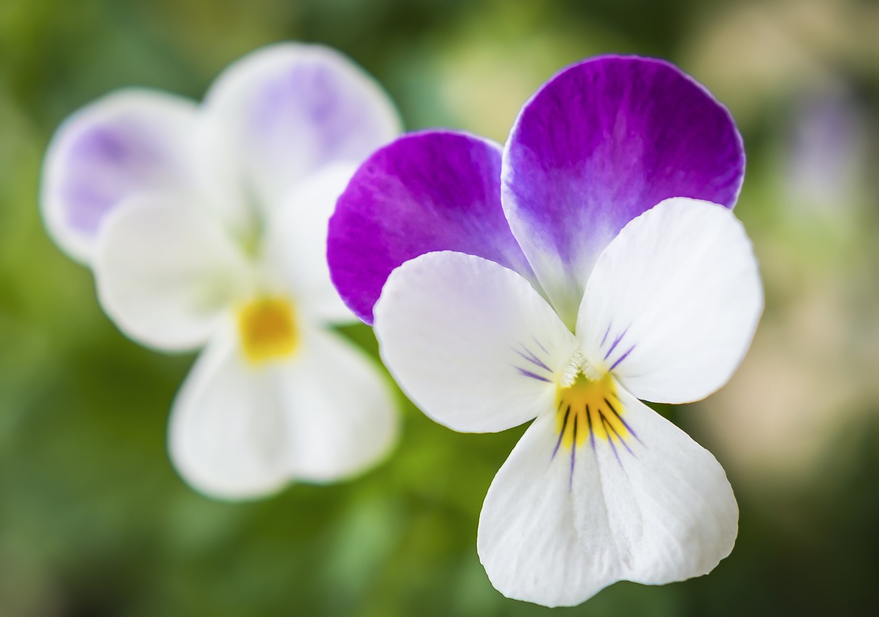 flower  pansy  spring free photo