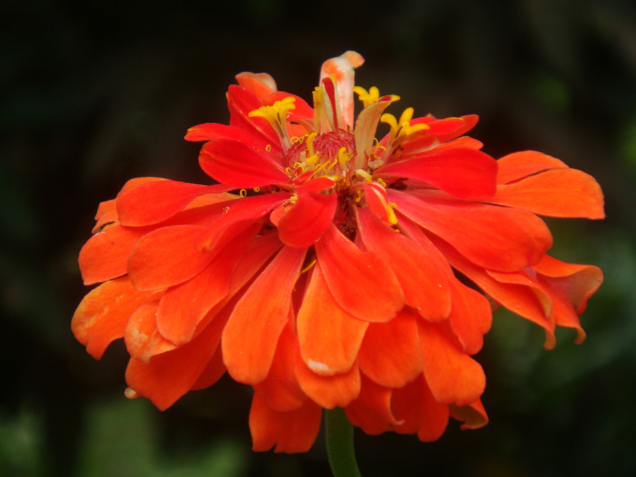 flower  macro  nature free photo