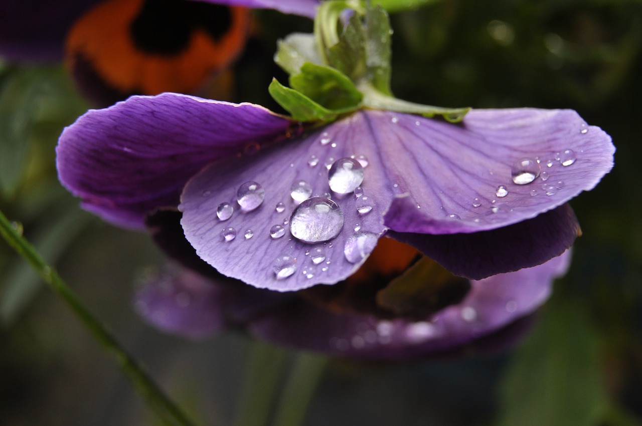 flower garden nature free photo