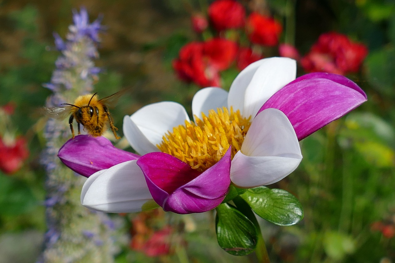 flower  flora  dahlia free photo