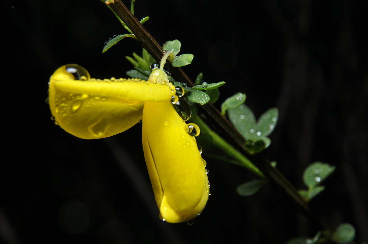 flower garden nature free photo