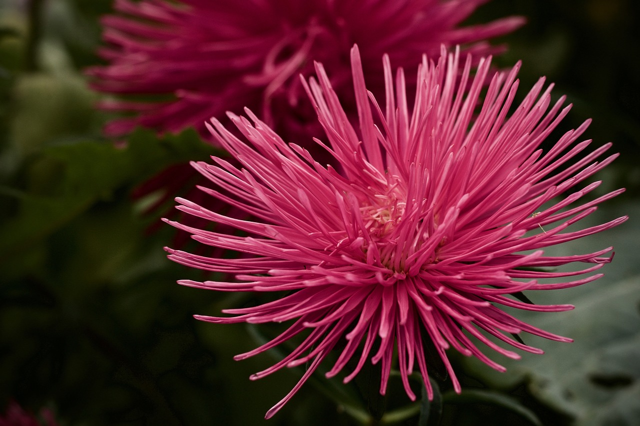 flower  garden  pink free photo