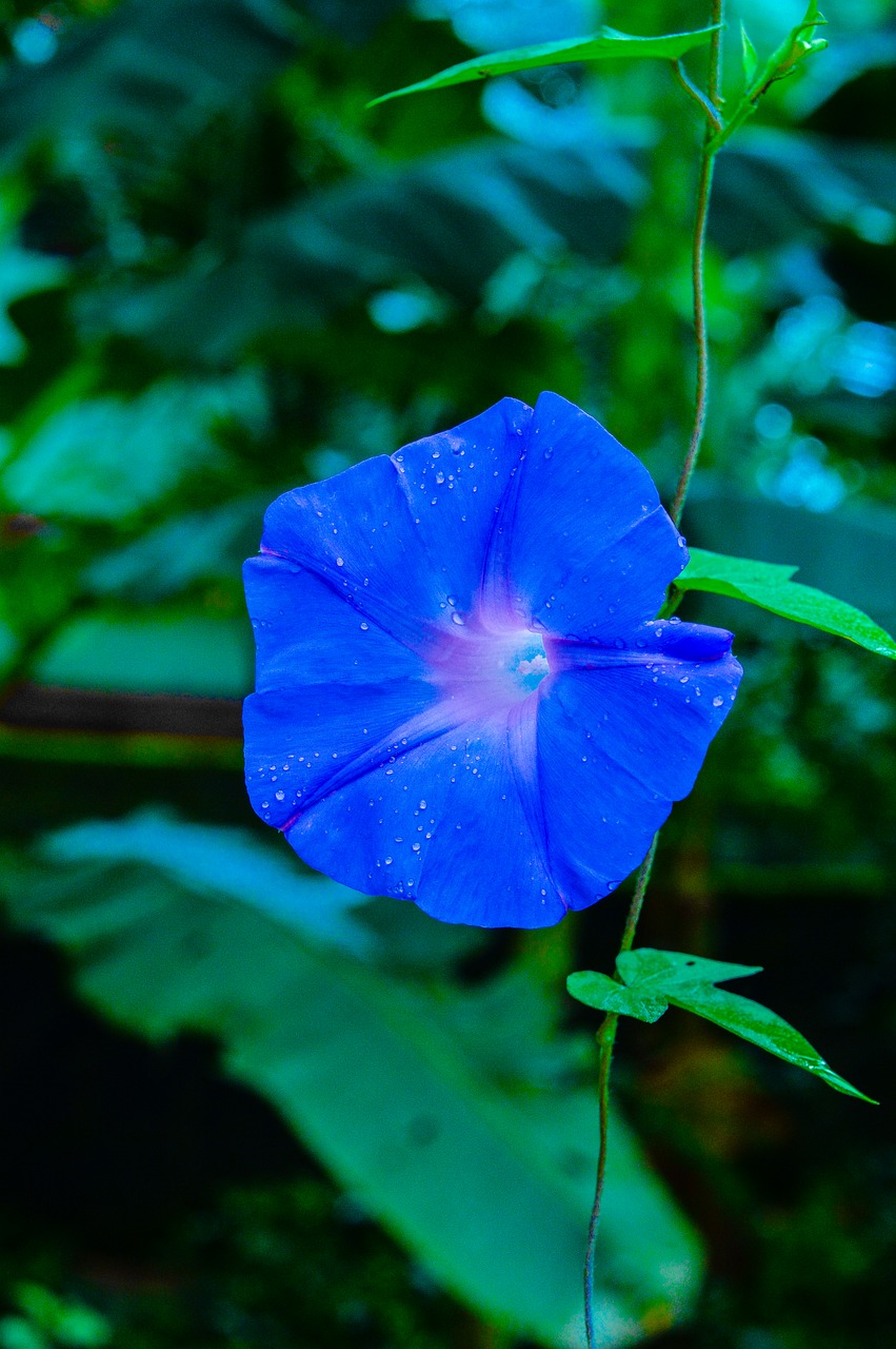 flower  kerala  violet free photo