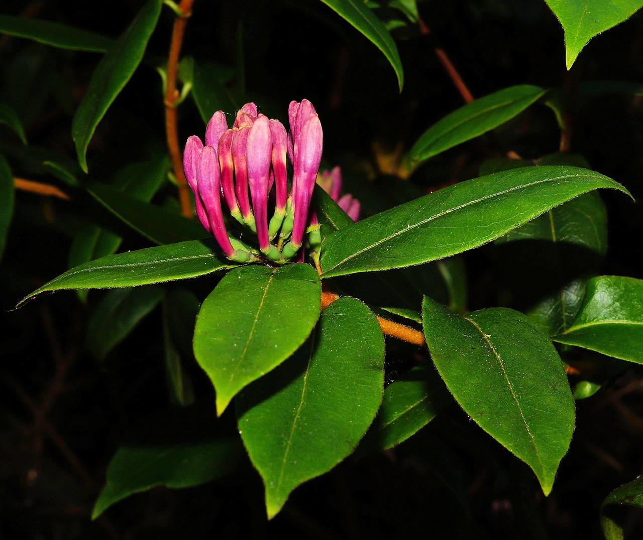 blossom bloom flower free photo