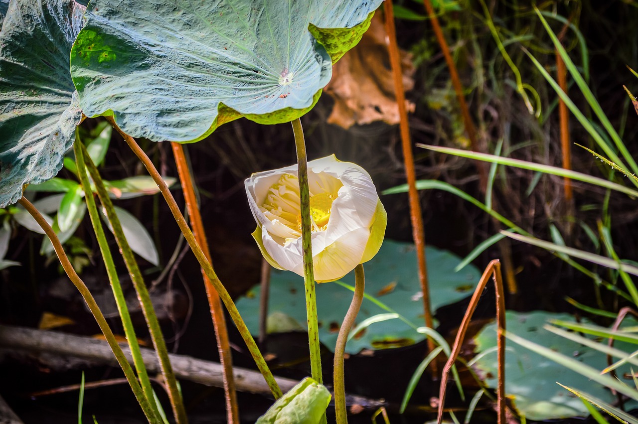 flower  lotus  nature free photo