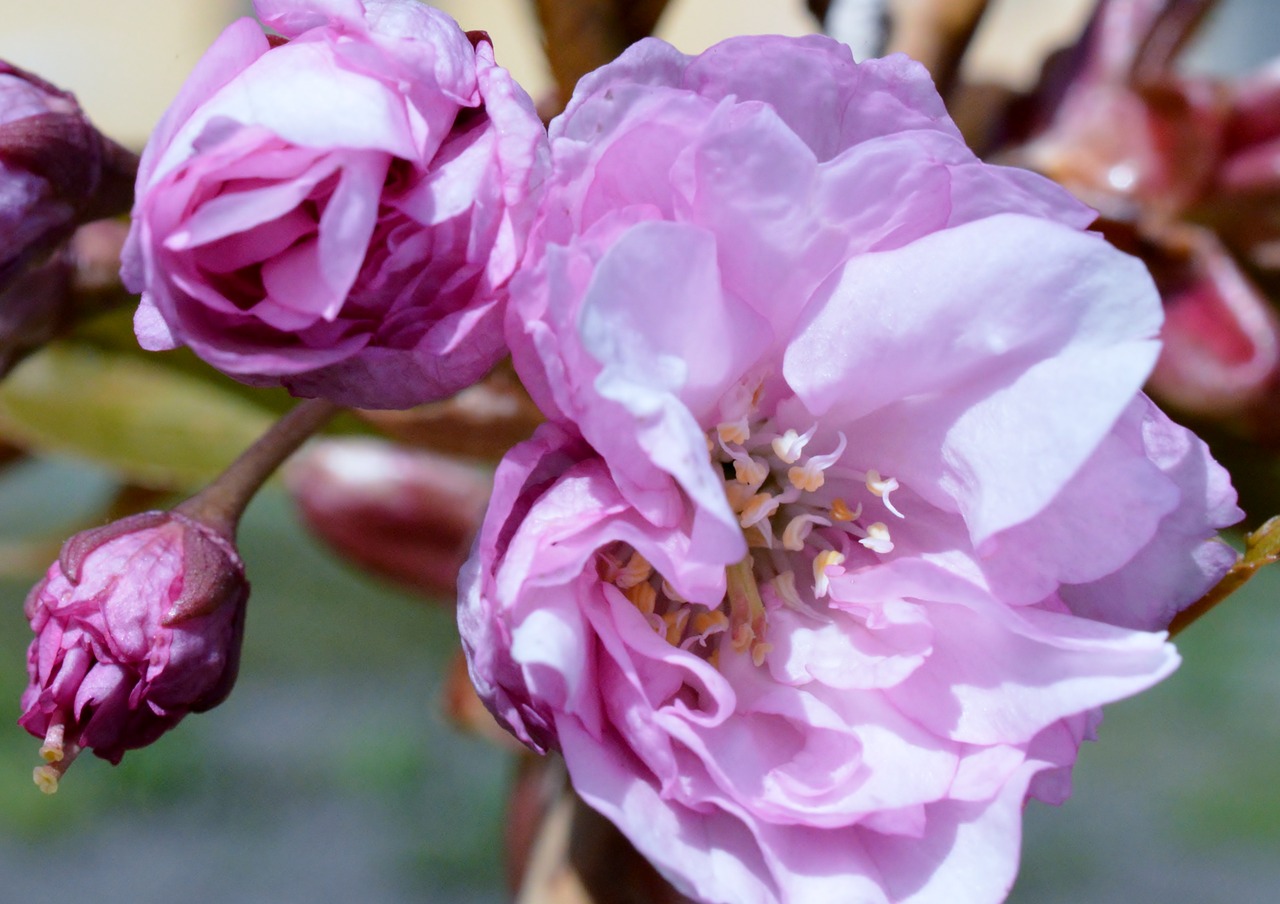 flower  sakura  pink free photo