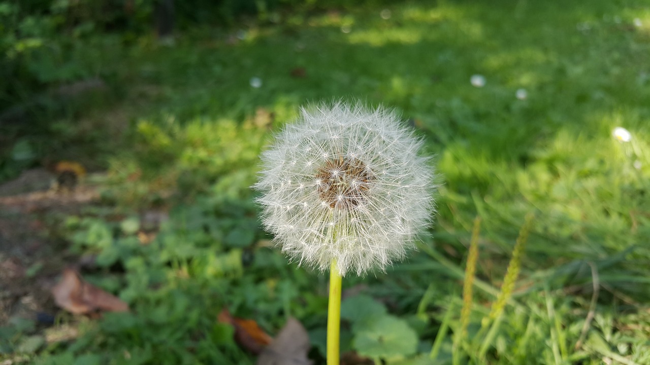 flower  flowers  sonchus oleraceus free photo