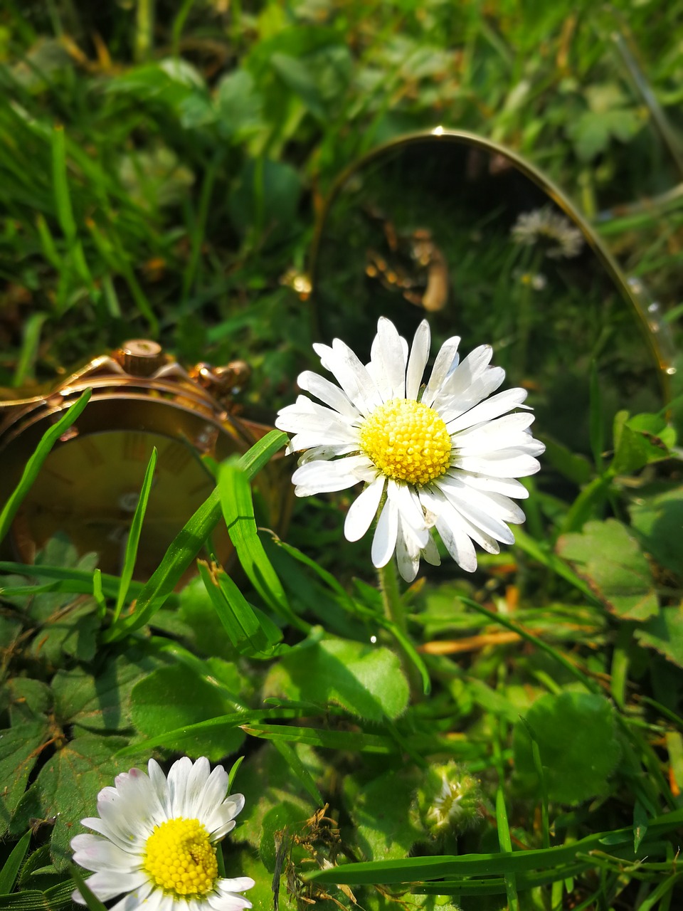 flower  green  glasses yellow free photo