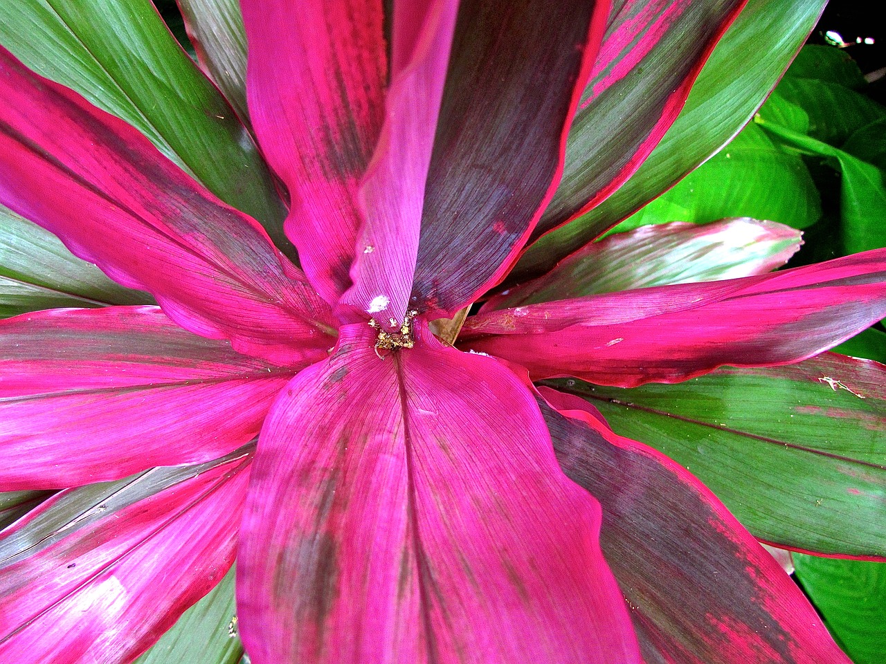 flower  pink  nature free photo