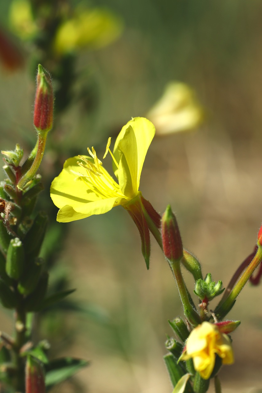 flower  yellow  nature free photo