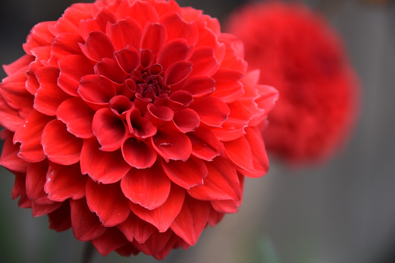 flower  red  bloom free photo