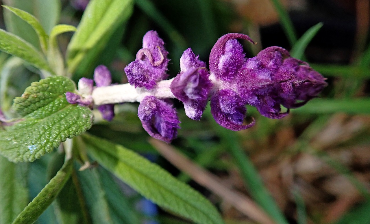 flower  purple  plant free photo