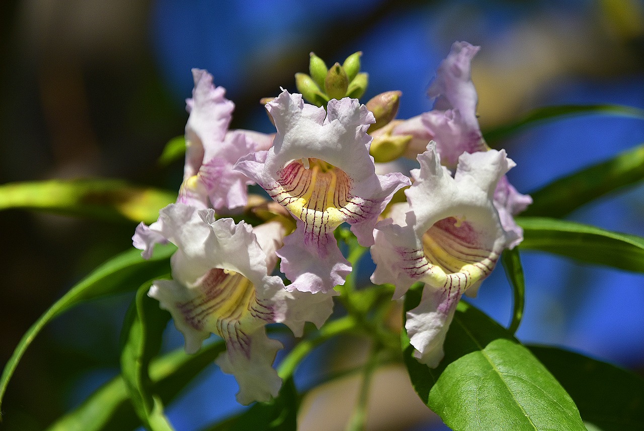 flower  garden  plant free photo