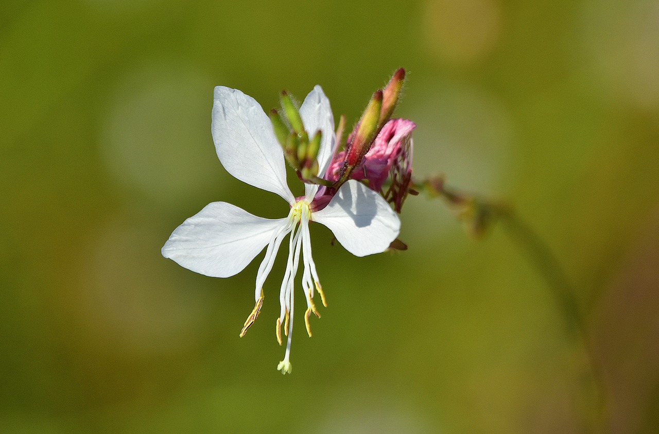 flower  garden  plant free photo