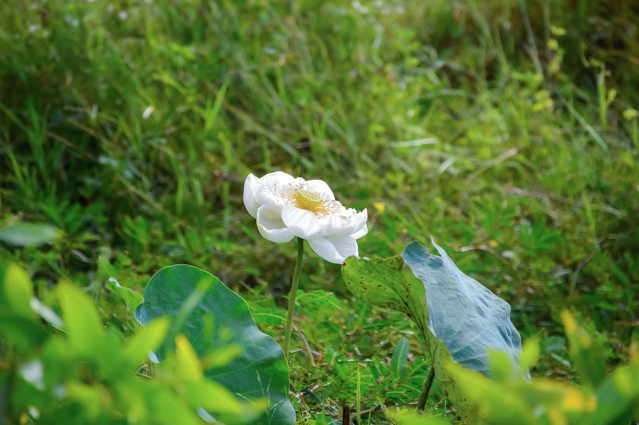 flower  lotus  nature free photo