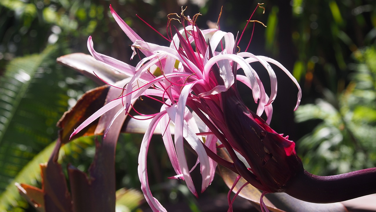 flower  nature  garden free photo