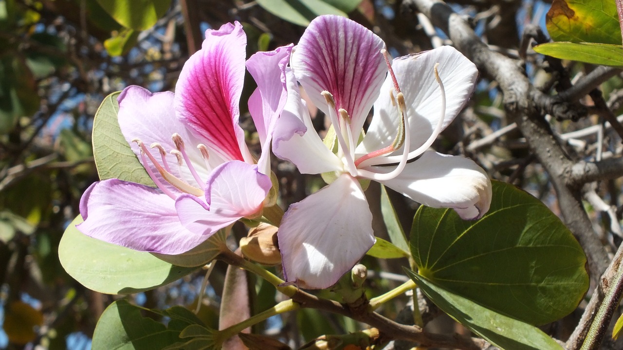 flower  nature  garden free photo