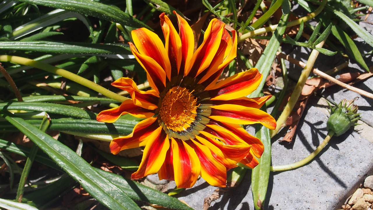 flower  garden  red free photo