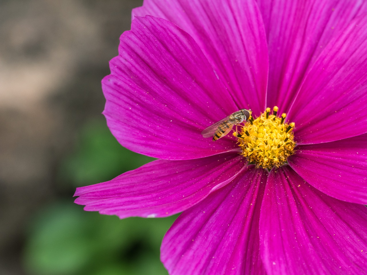 flower  blossom  bloom free photo