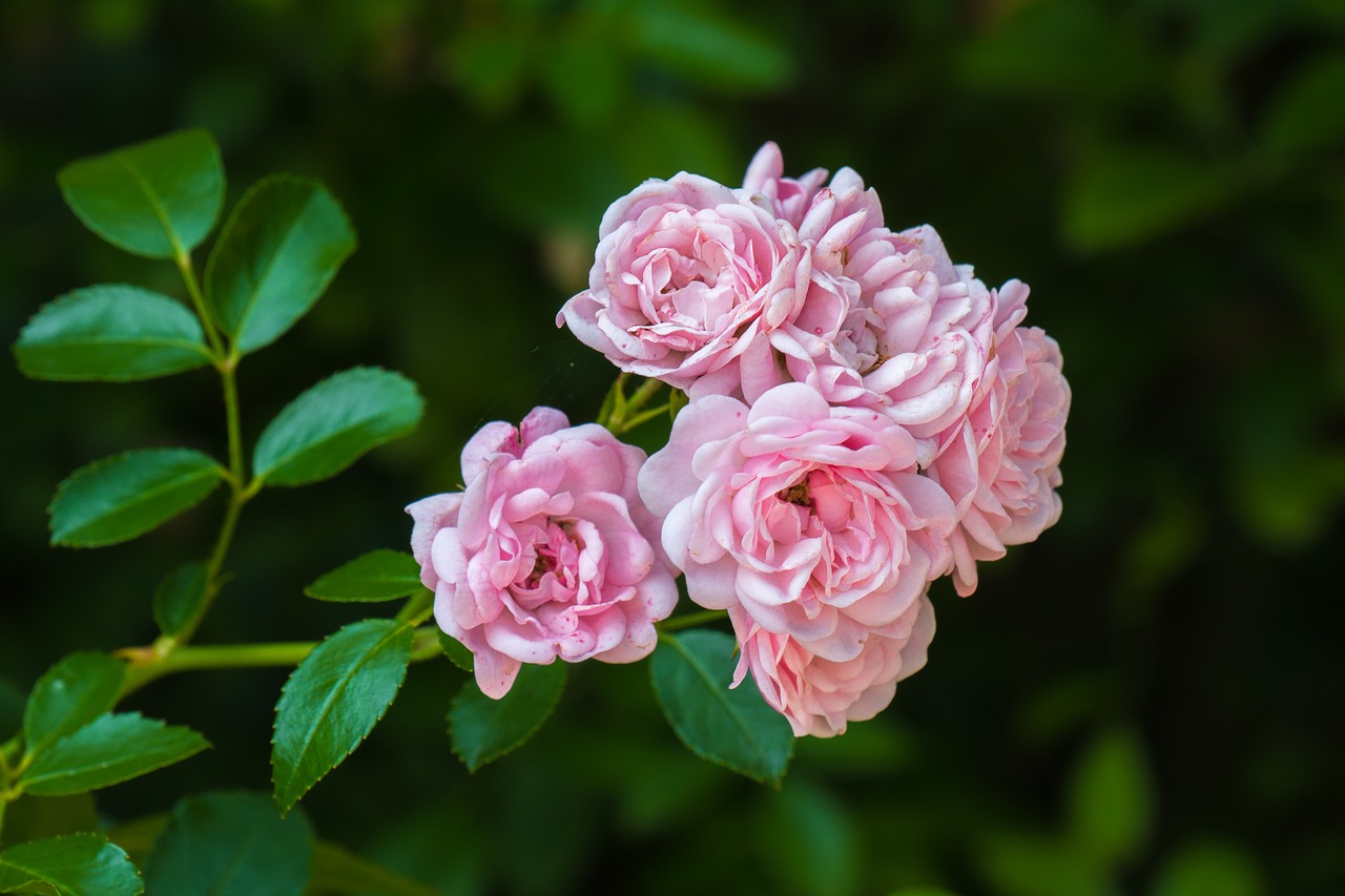 flower  roses  pink free photo