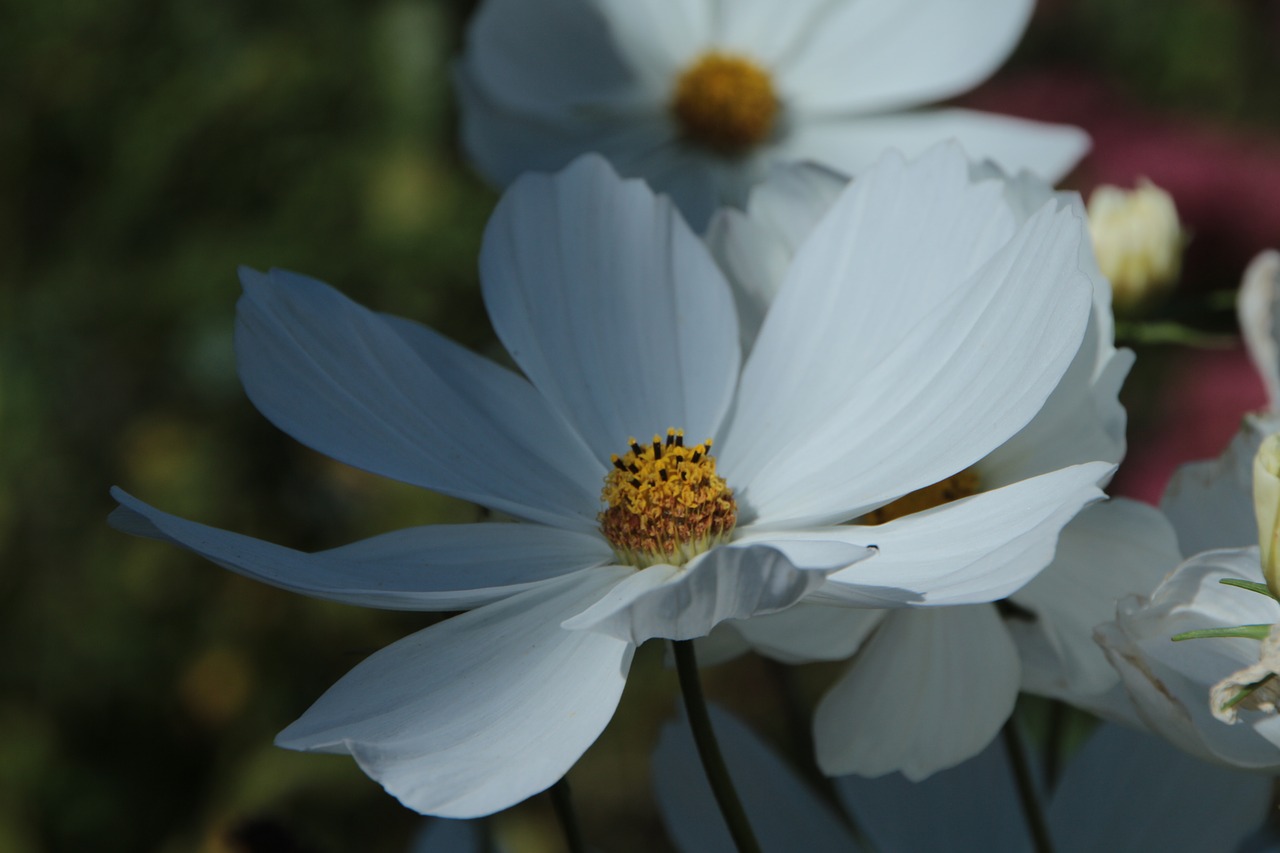 flower  garden  romantic free photo