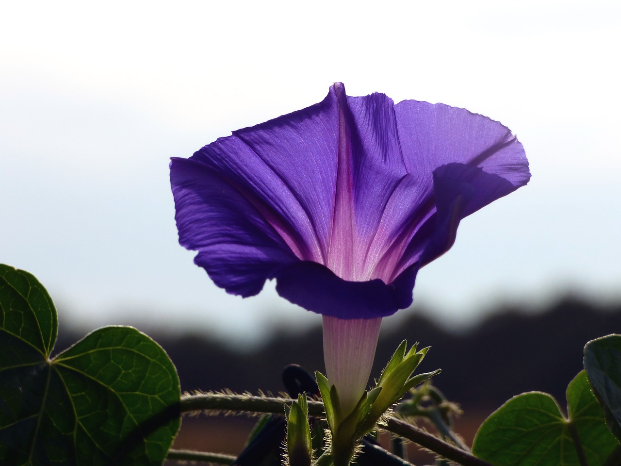 flower  garden  clematis free photo