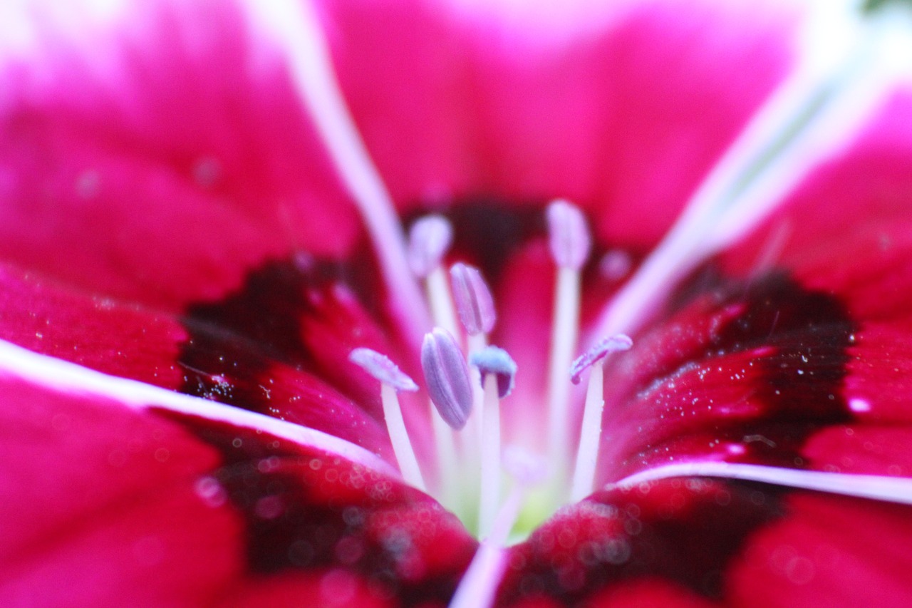 flower blossom purple free photo