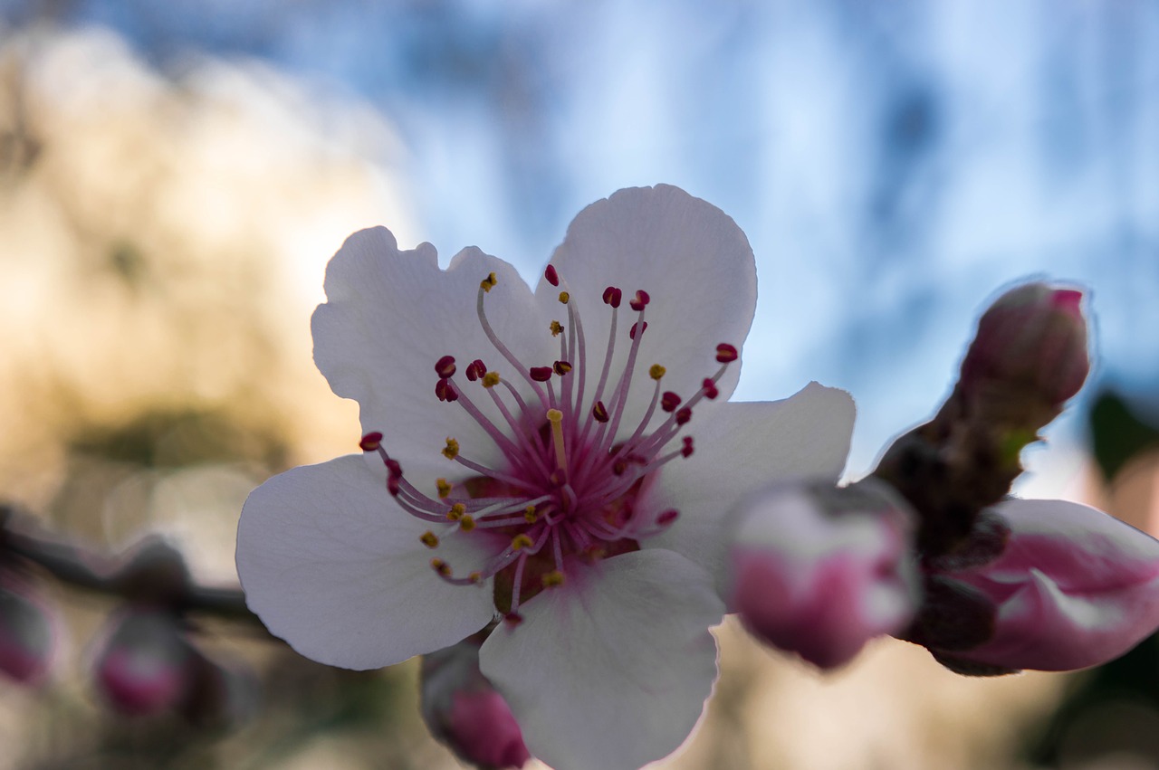 flower  garden  nature free photo