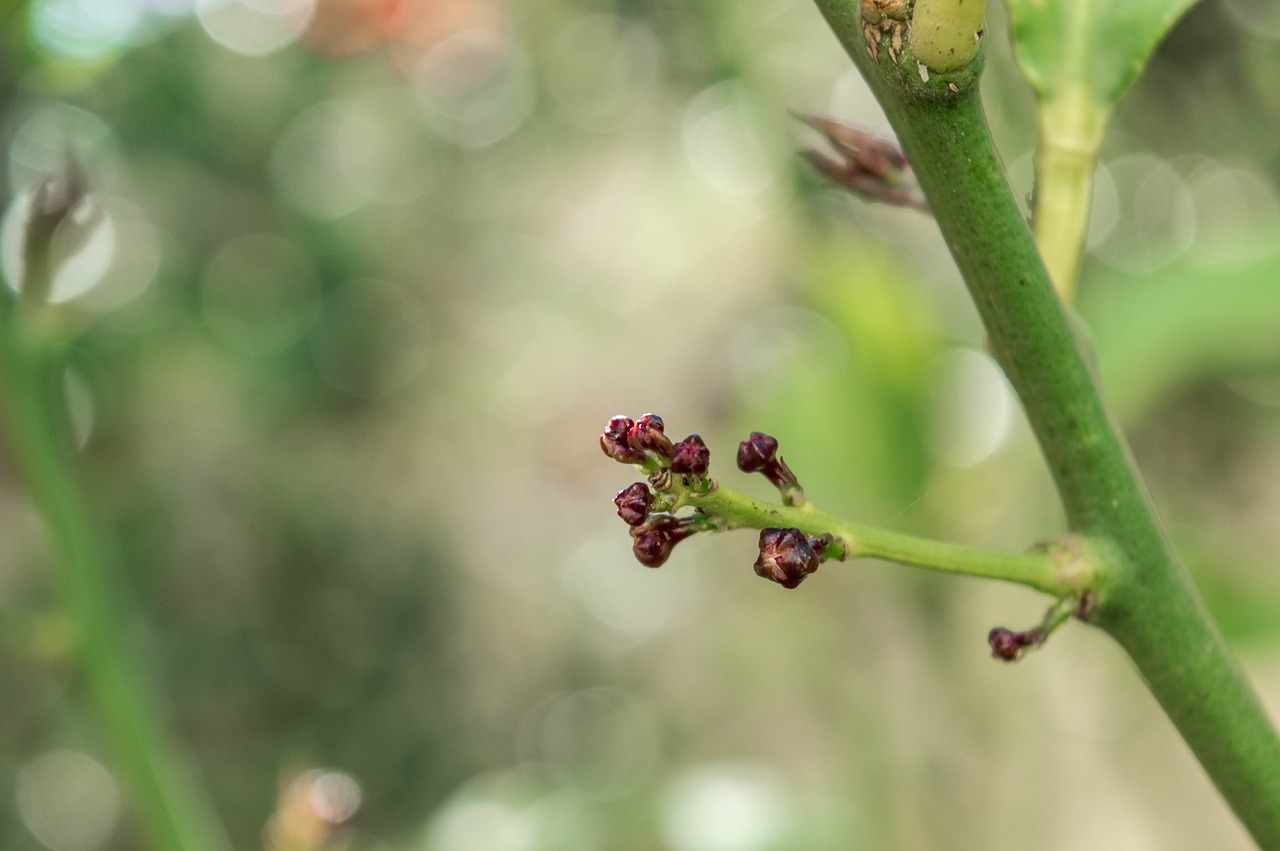 flower  garden  nature free photo