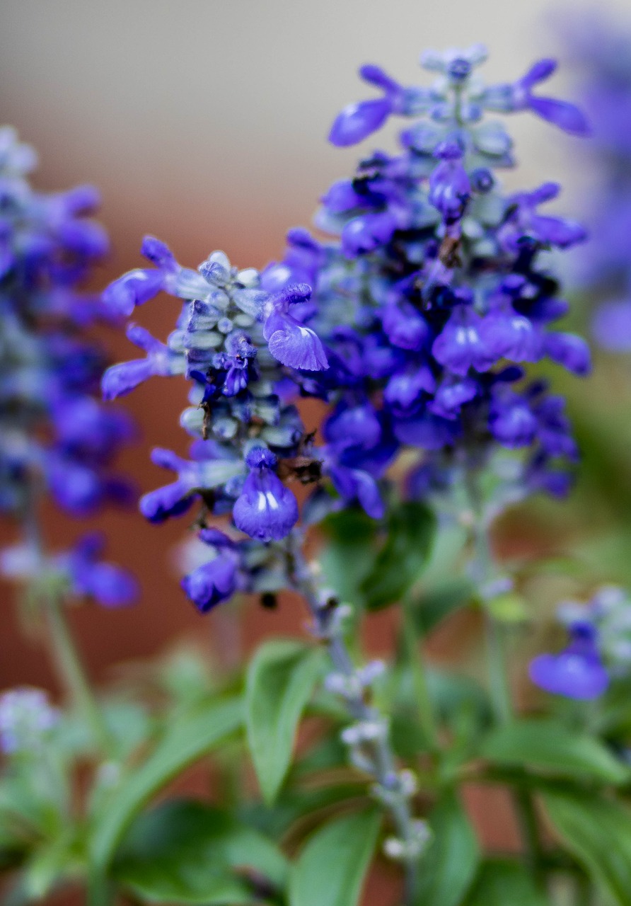 flower  lavender  nature free photo