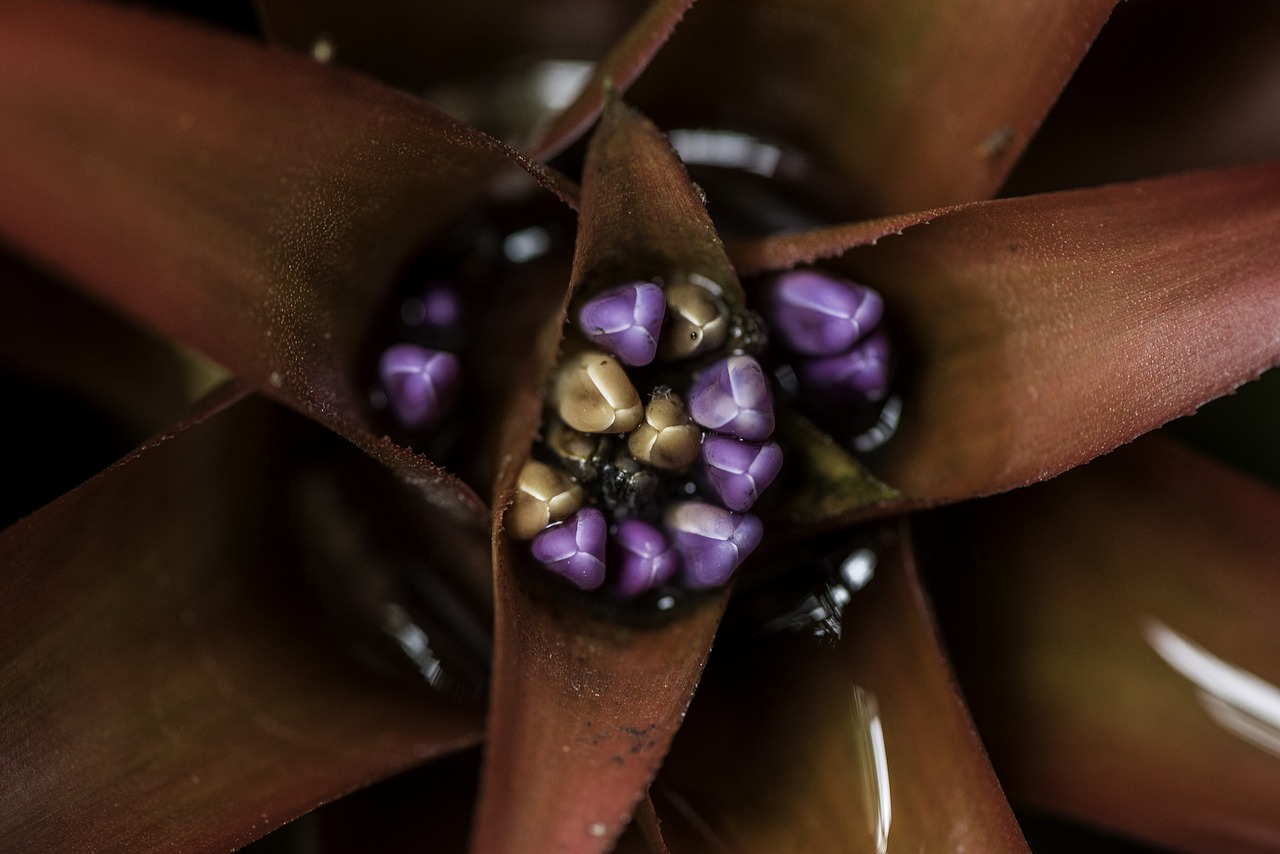 flower  red  seeds free photo