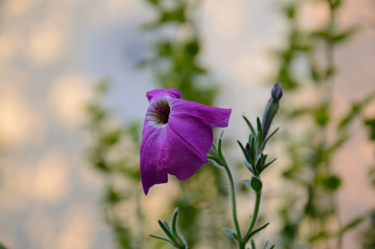 flower  nature  garden free photo