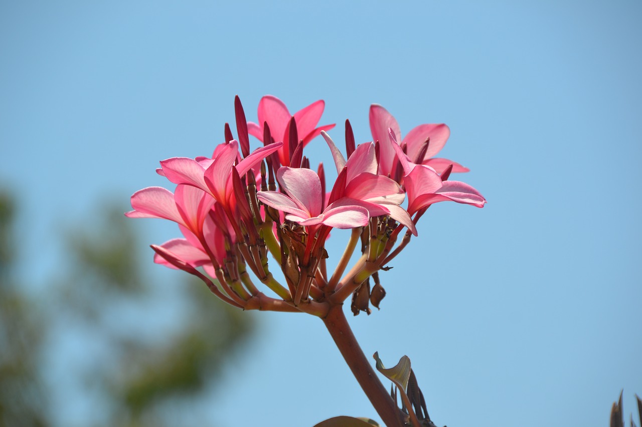 flower  plant  blossom free photo