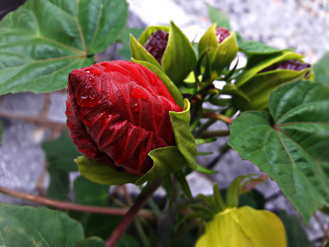 flower  red  rain free photo