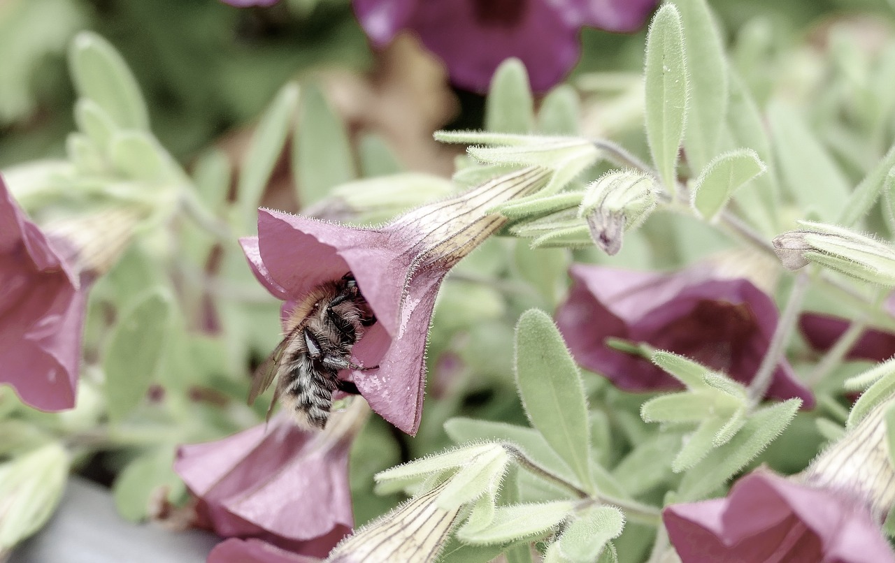 flower  garden  nature free photo