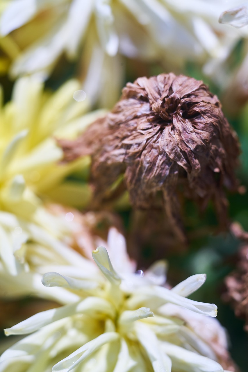 flower  plant  nature free photo