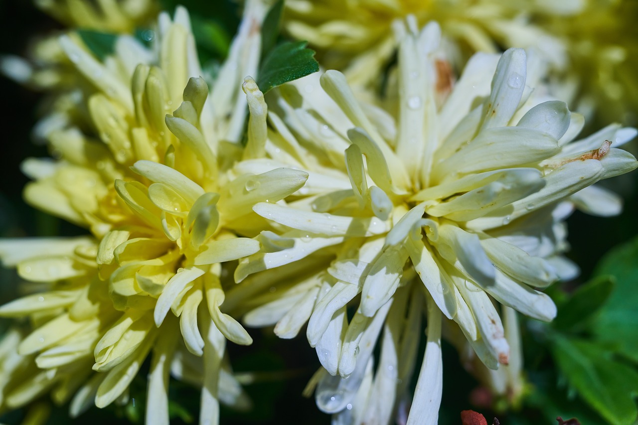 flower  plant  nature free photo