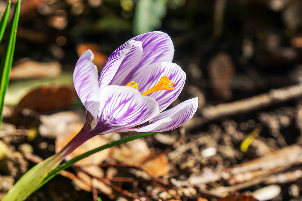 flower  spring  crocus free photo