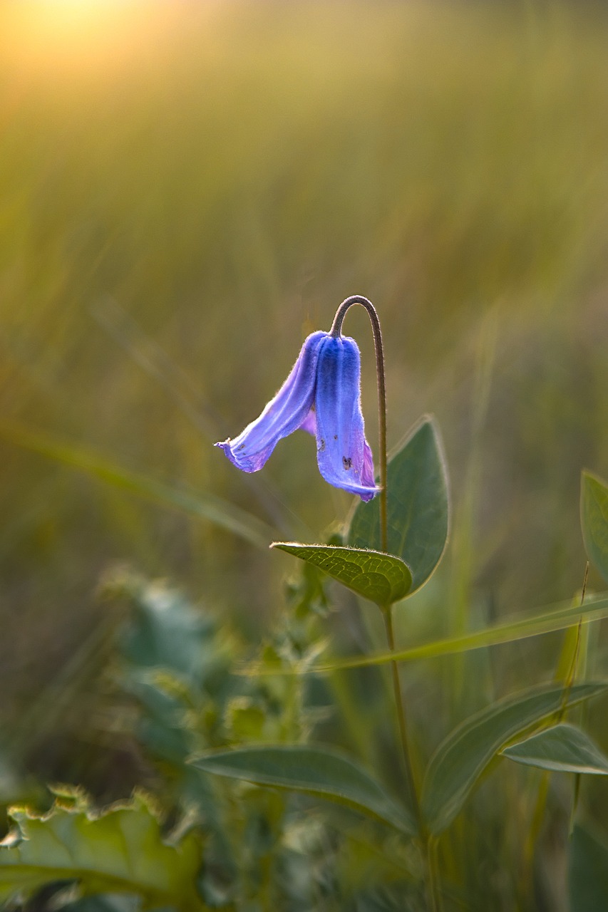 flower  nature  summer free photo