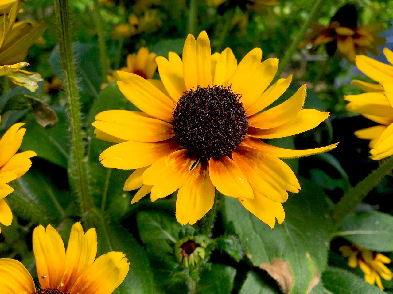 flower  yellow  bright free photo