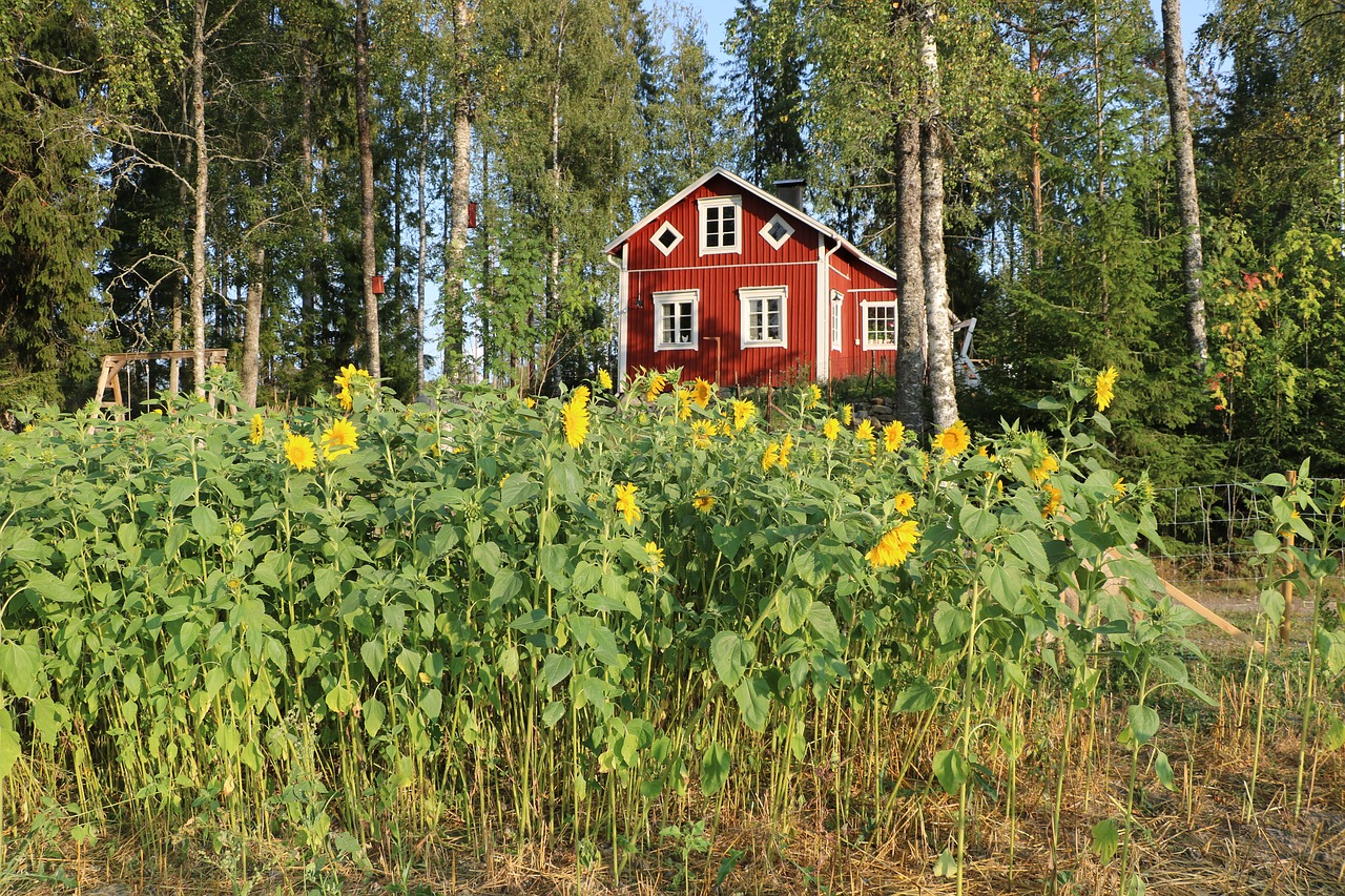 flower  sunflower  flower fields free photo