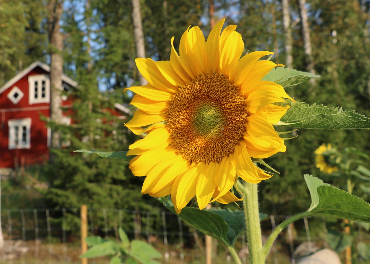 flower  sunflower  summer free photo