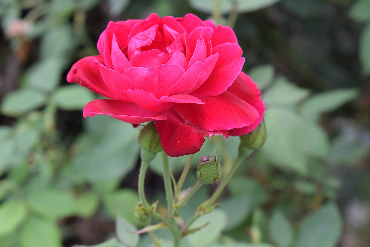 flower  rose  nature free photo