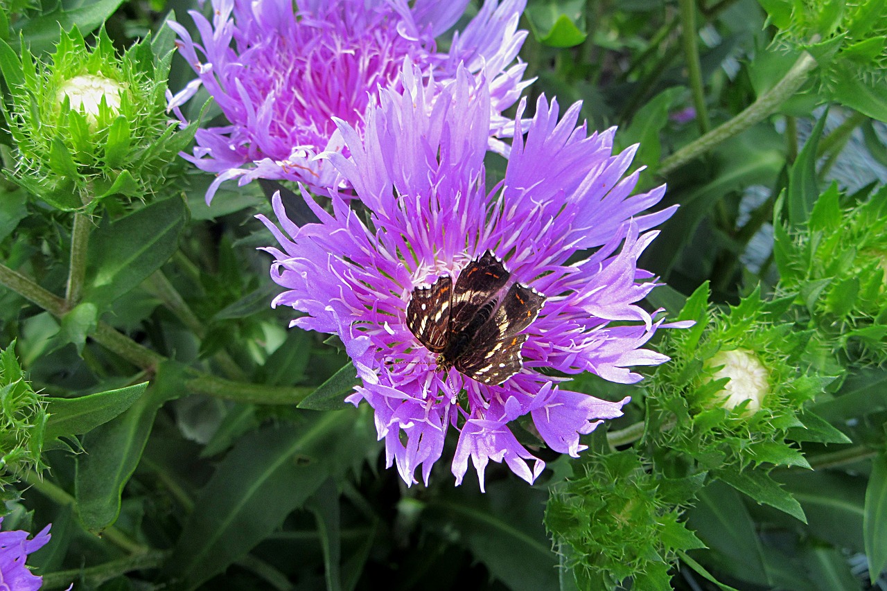 flower  lilac  butterfly free photo