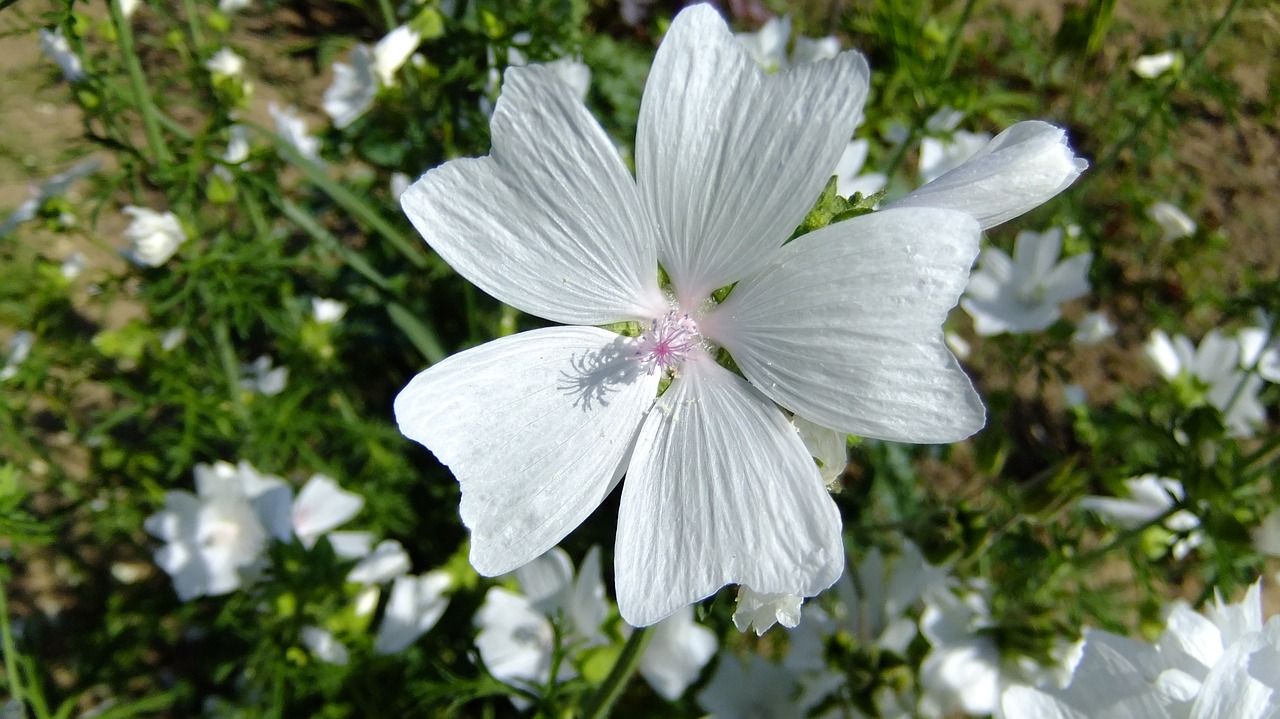 flower  white  flora free photo