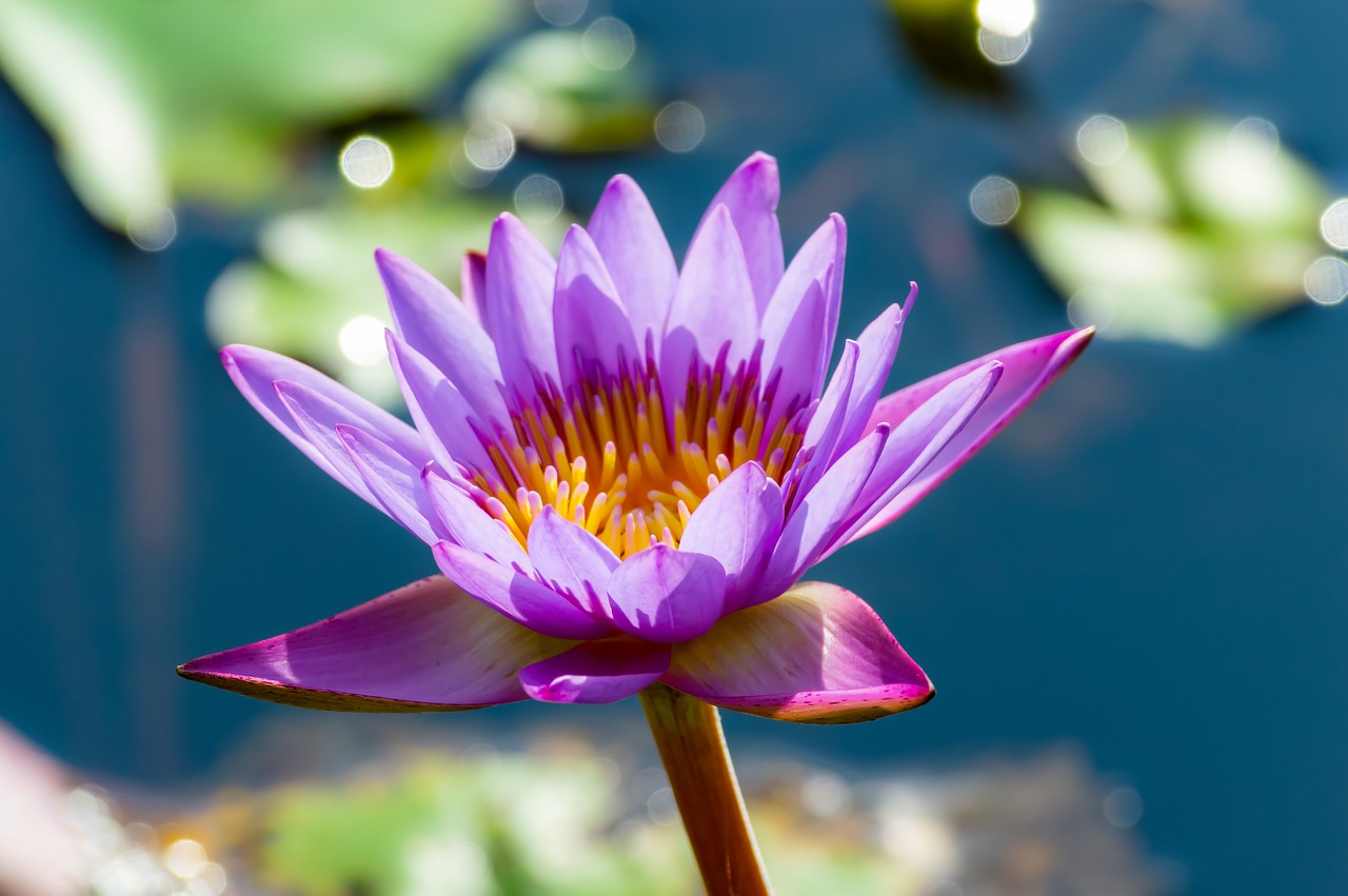 flower  lotus  nature free photo