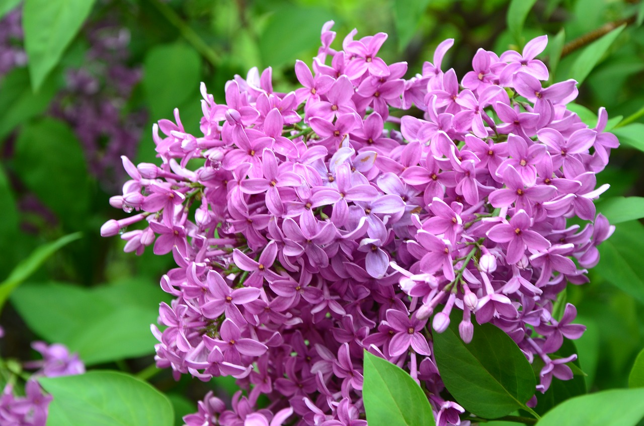 flower  violet  nature free photo